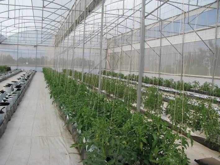 tutoreo de tomate con ganchos de cultivo gancho tomatero gancho para tutorar tutoreo de tomate
