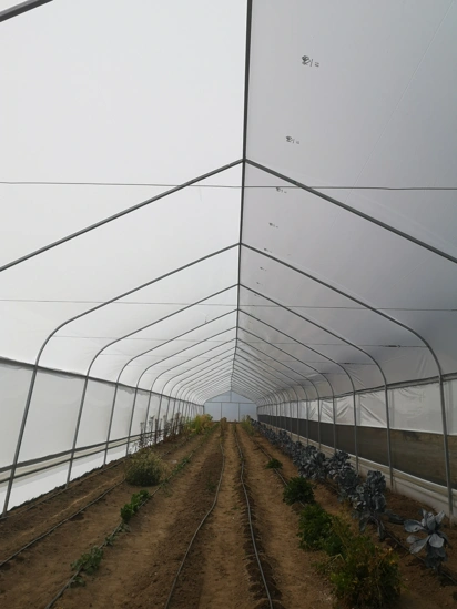 Cultivo en tierra en minigreen
