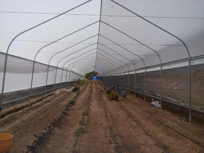 Cultivo en tierra dentro de un invernadero minigreen