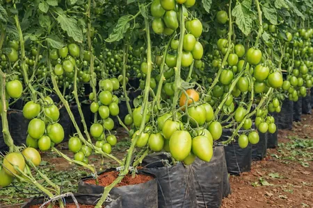 cutlivo de jitomate en bolsas para vivero