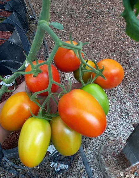 momento óptimo para la cosecha del jitomate