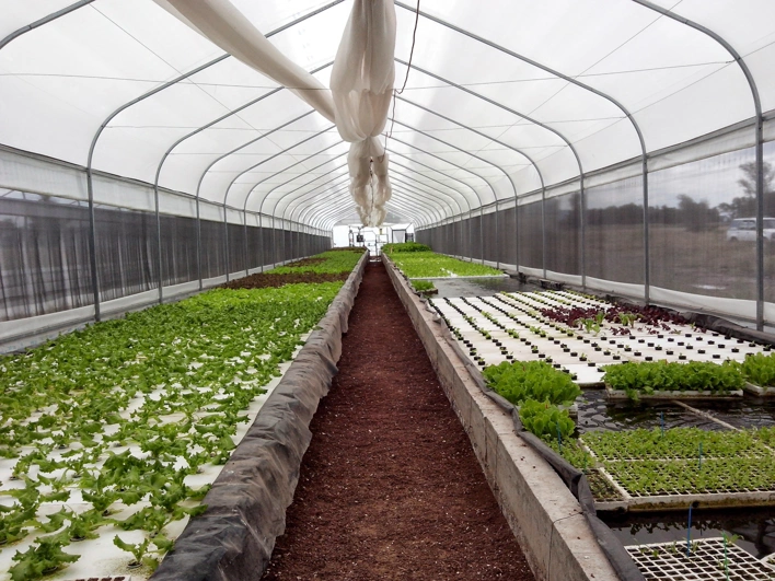 Cultivo Hidropónico en invernadero minigreen