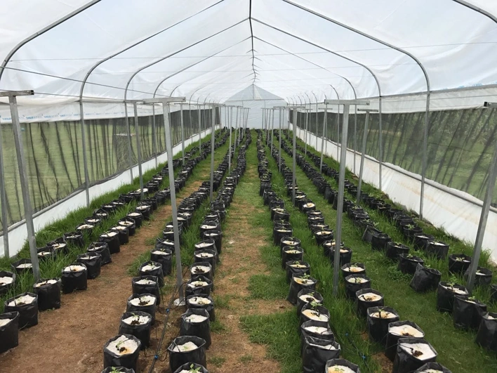 Cultivo en bolsas de sustrato hidropónico en invernadero minigreen
