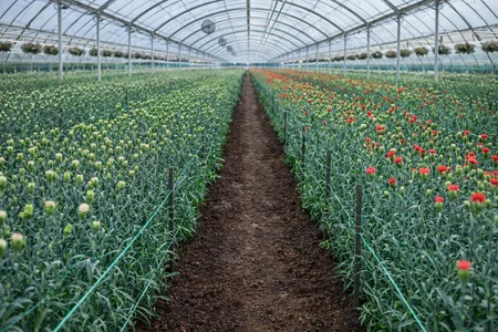 cultivo de clavel en invernadero