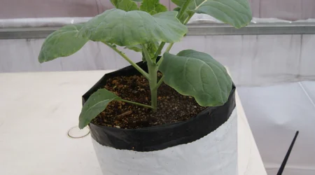 Cultivo de brócoli en bolsa
