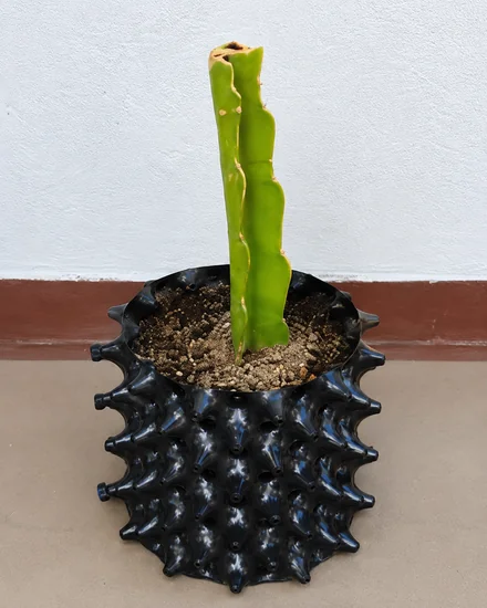 trasplante adecuado de esqueje de pitahaya pitaya