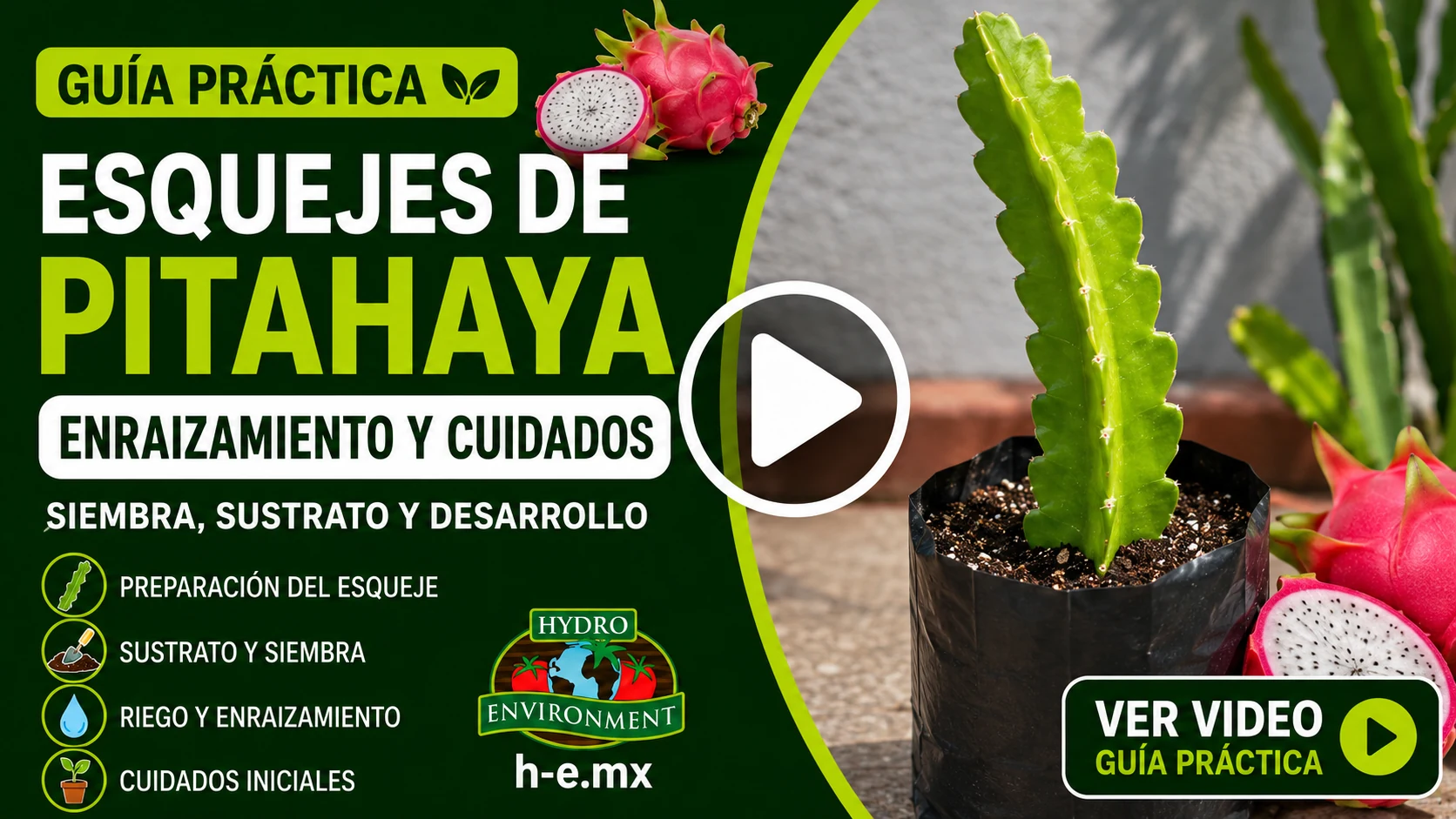 video como enraizar esquejes de pitahaya guia y video