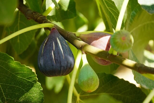 punto adecuado para cosecha del higo en huerta