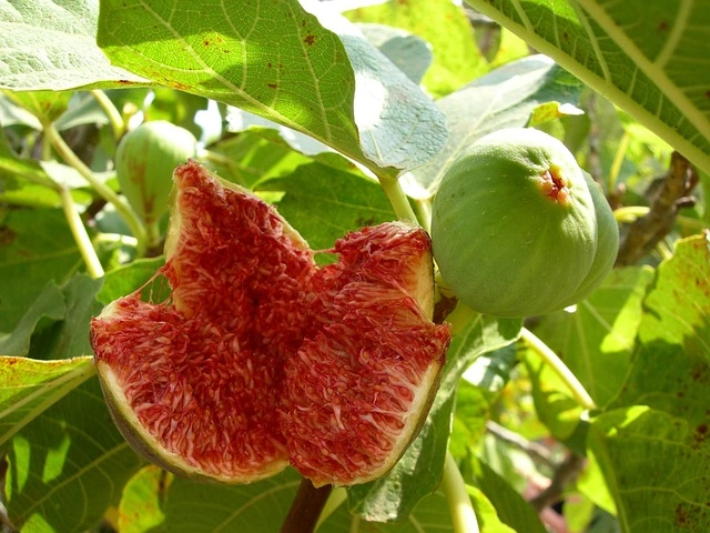 floracion en el fruto de la higuera