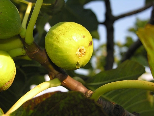 longevidad productiva de la higuera