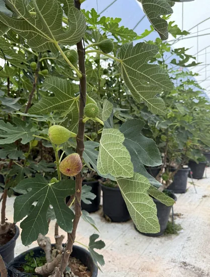 cultivo hidropónico del higo