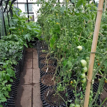 cultivo de jitomate en macetas airgrowers o poda de aire