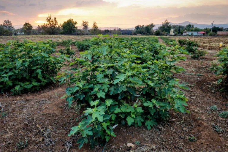 huerta de higos con sistema de riego por goteo