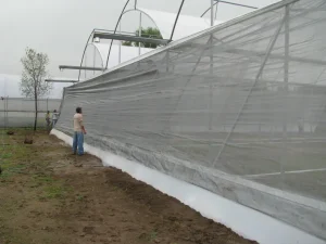 Instalación de malla antiáfidos en producción en invernadero
