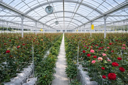 invernadero hidroponico de rosas cultivo en sustrato