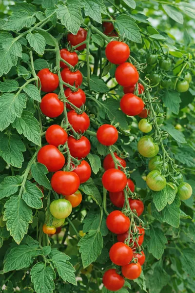 planta de jitomate coctail cocktail