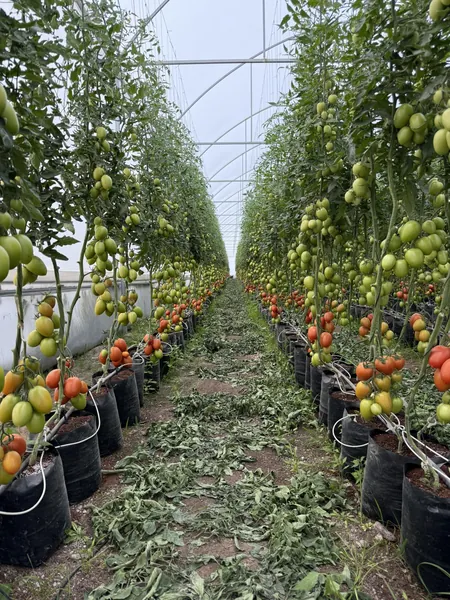 producción de jitomate listo para la primera cosecha