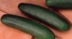 Cultivo de pepino