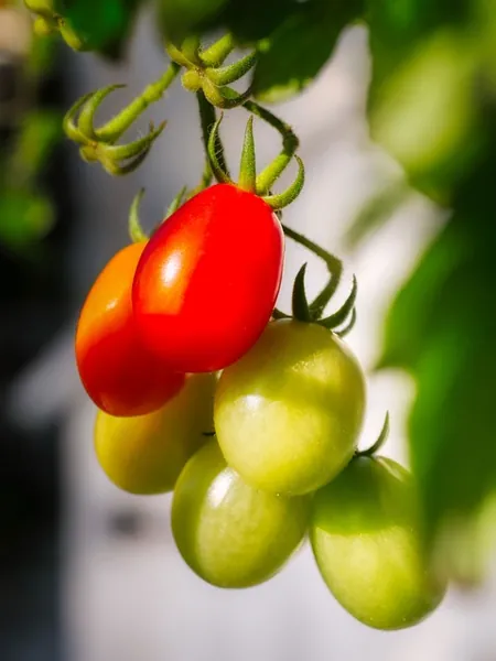 variedad híbrida de jitomate con frutos del mismo tamaño