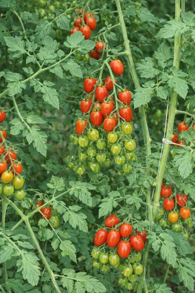 desarrollo vegetativo y producción de tomate uva