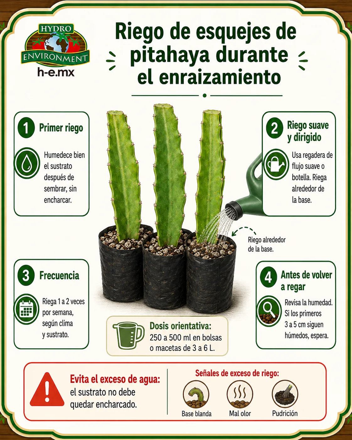 riego durante el enraizamiento de los esquejes de pitahaya