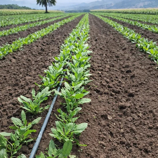 riego por goteo en suelo con hidrogel agrícola