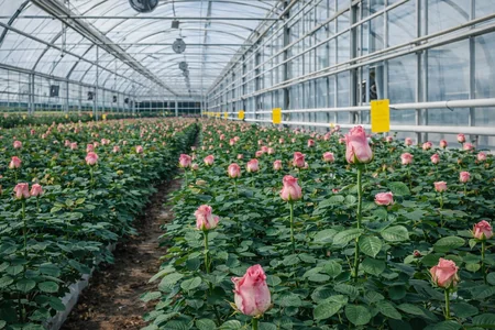 cultivo de rosas en invernadero por hidroponia rosa hidorponica