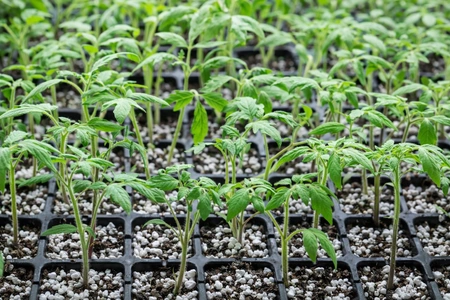 germinación de plantulas de jitomate en peatmoss con perlita mineral como sustrato en almacigo o semillero charola de germinación