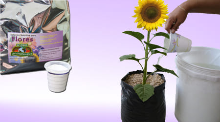 riego de flor con solución nutritiva para flores