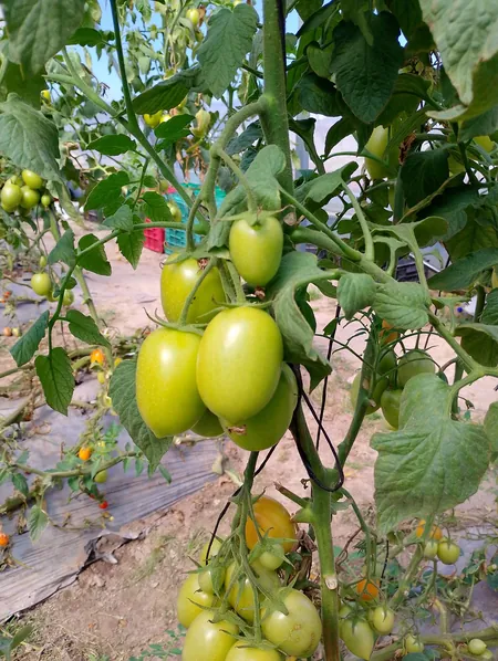 condiciones ambientales para el cultivo del jitomate