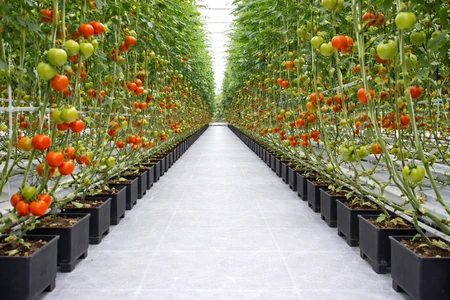 maceta holandesa en cultivo hidroponico de jitomate