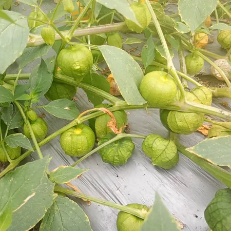 planta de tomate verde tomatillo