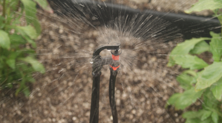 Uso Micro Aspersor Anti-Insectos