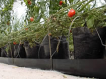 Bolsas de cultivo en canaleta, cultivo de jitomate. Canaletas hidropónicas para bolsas de cultivo.