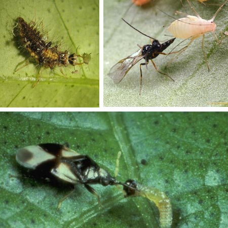 Control Biológico forma parte de los métodos de control fitosanitario agrícola