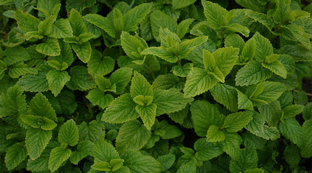 Métodos de control fitosanitario agrícola con toronjil