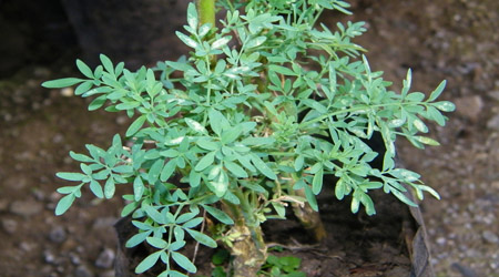 Métodos de control fitosanitario agrícola con la planta de ruda