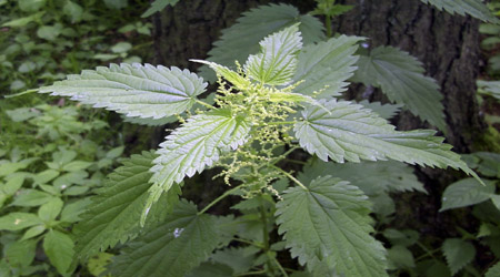 Métodos de control fitosanitario agrícola con ortiga