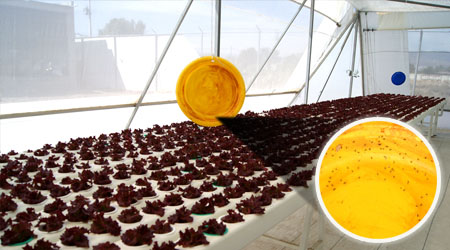 Trampa adhesiva como método de control fitosanitario agrícola