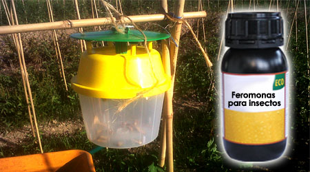 Feromonas unos de los Métodos de control fitosanitario agrícola 