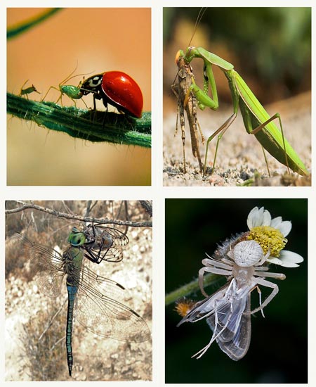 Métodos de control fitosanitario agrícola con insectos benéficos 