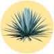 Agave_Categoria
