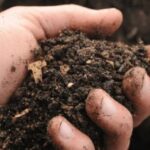 Fertilizantes de composta