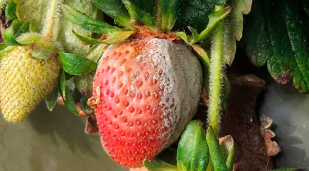 Enfermedades mas comunes en el Cultivo de Fresa - Hydro Environment -  Inovación Agricola en un click