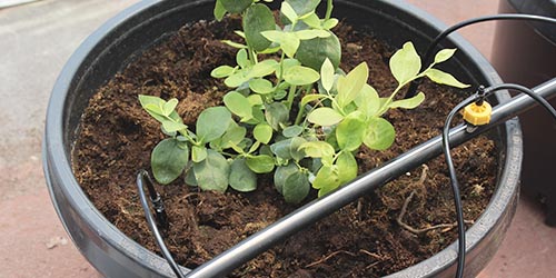Maceta para cultivo de arándanos berries zarzamoras maceta redonda de 28 litros maceta para arándanos maceta 27 litros berries maceta con drenaje y ventilación maceta para hidroponía maceta para raíces fibrosas maceta con patas altas maceta con orificios laterales maceta UV para cultivos maceta reforzada para invernadero maceta profesional para berries