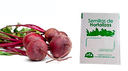 semilla de betabel