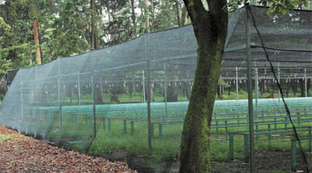 Sombreo de plántulas injertadas de jitomate