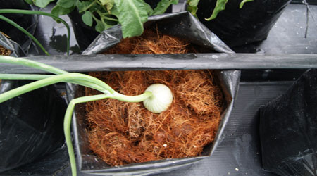 cebolla_en_sustrato