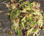 Fertilizantes de origen vegetal