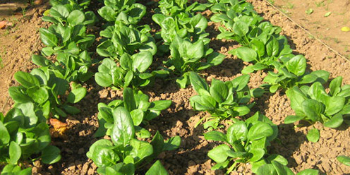 Cintilla de riego en cultivo de espinaca